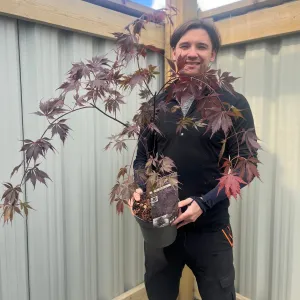 Acer palmatum 'Black Lace' 3L