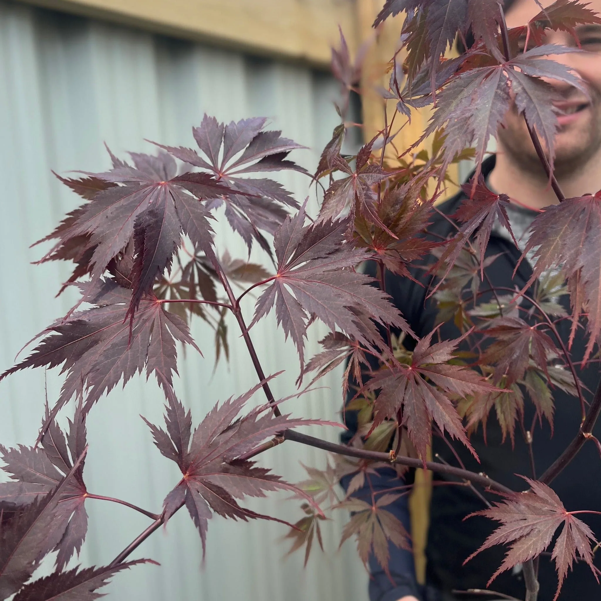 Acer palmatum 'Black Lace' 3L