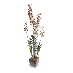 Dendrobium Orchid in Glazed Terracotta - Red-green