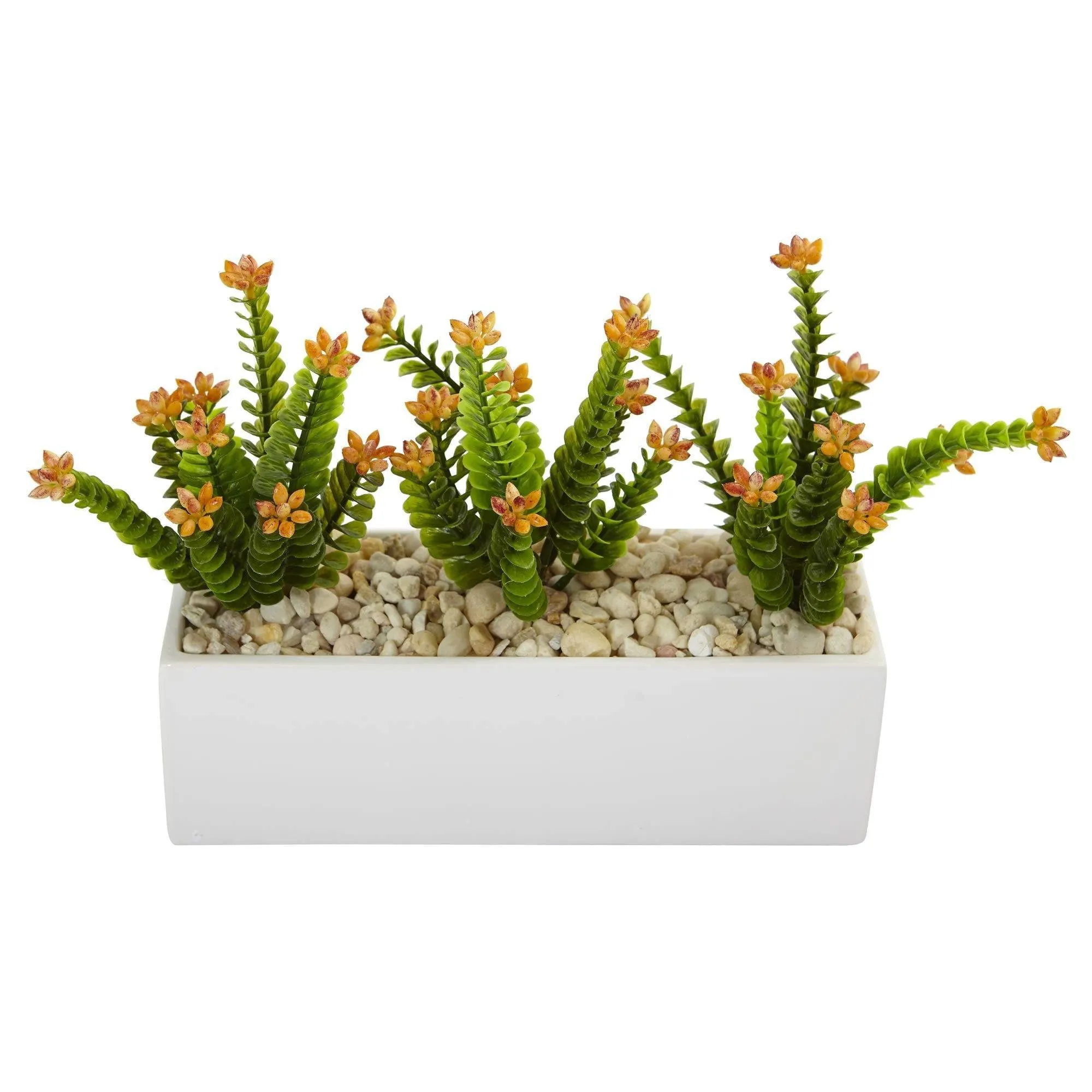 Flowering Sedum in Rectangular Planter